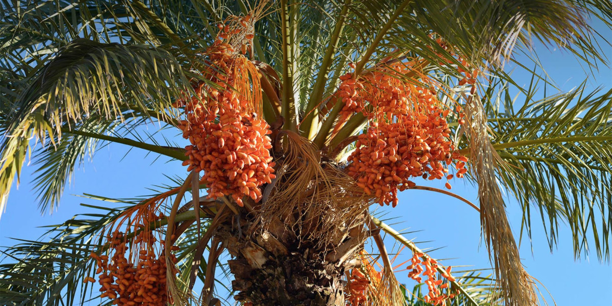 7 Steps to Finding the Perfect Palm Tree Supplier in Riyadh