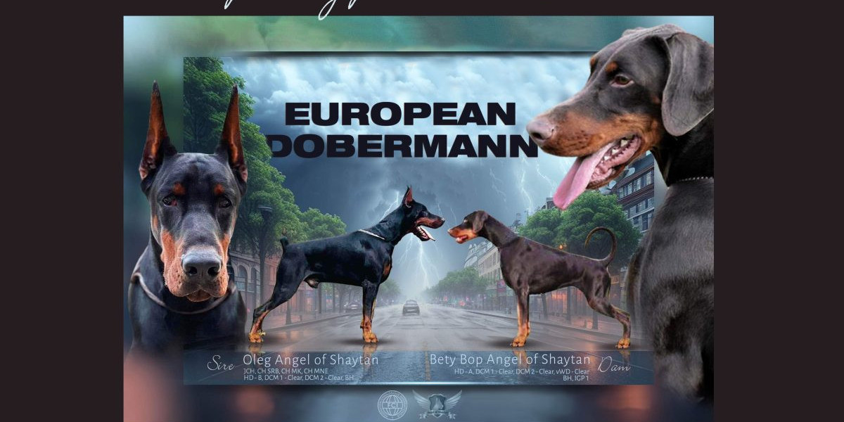 Raising a European Doberman Puppy: A Guide to Training, Exercise, and Care