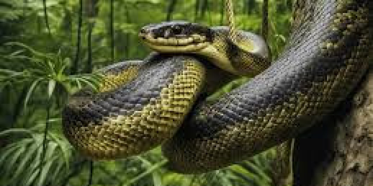 nacondas: The Mighty Muscle of the Rainforest