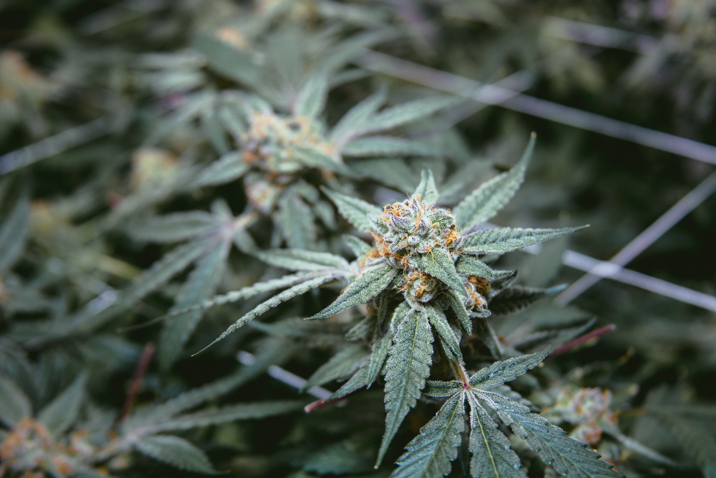Hop Latent Viroid Cannabis Remediation - Verne Bio