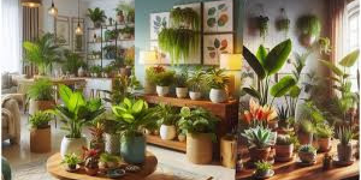 Green Delight: A Guide to Buying Plants Online in Karachi
