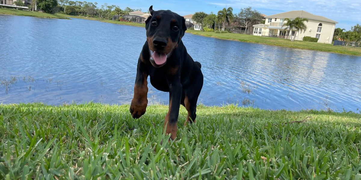 Welcoming Your European Doberman Home: Making the Transition Smooth and Positive
