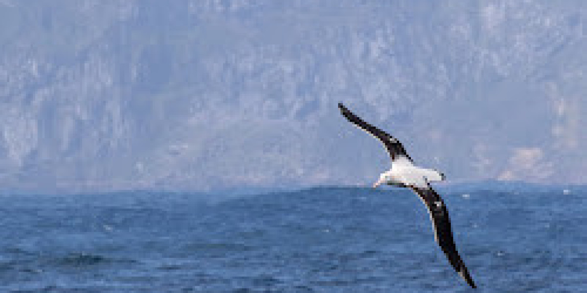 Albatross: Masters of the Ocean Sky