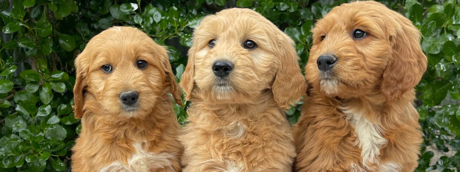 Groodle Puppies for Sale Victoria