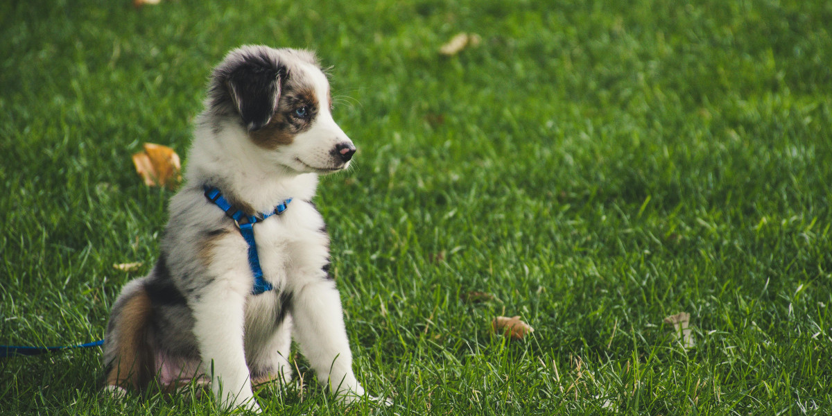 The Benefits of Regular Brushing and Bathing for Cats and Dogs in Abu Dhabi