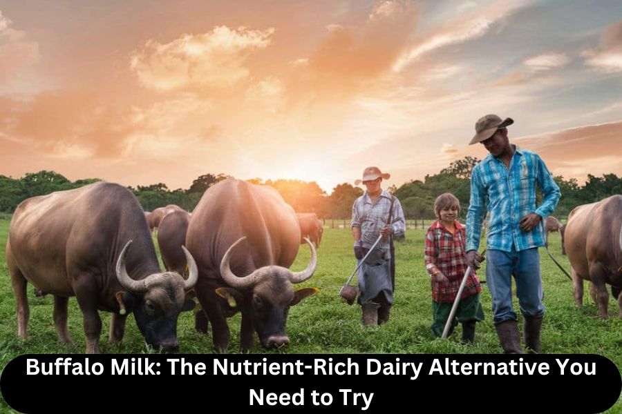 Buffalo Milk: The Nutrient-Rich Dairy Alternative You Need to Try - Today Valley