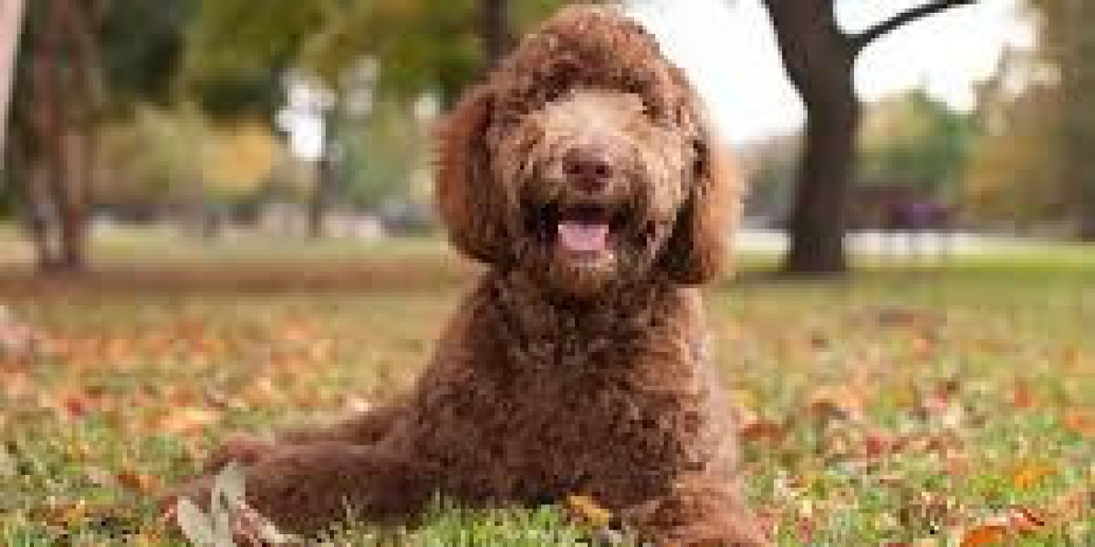 The Most Reputable Labradoodle Breeders in Northern California