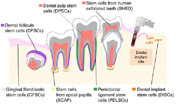 Culturing Human Dental Mesenchymal Stem Cells | Kosheeka