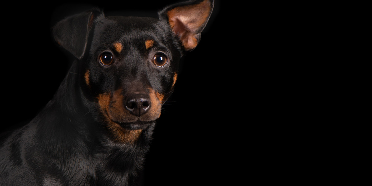 Brown Serbian Doberman Pinscher Rescue Organizations: Giving a Dog a Second Chance