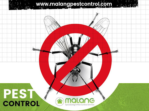 Sustaining Mosquito Control: The Crucial Role of Regular Maintenance and Monitoring - WriteUpCafe.com