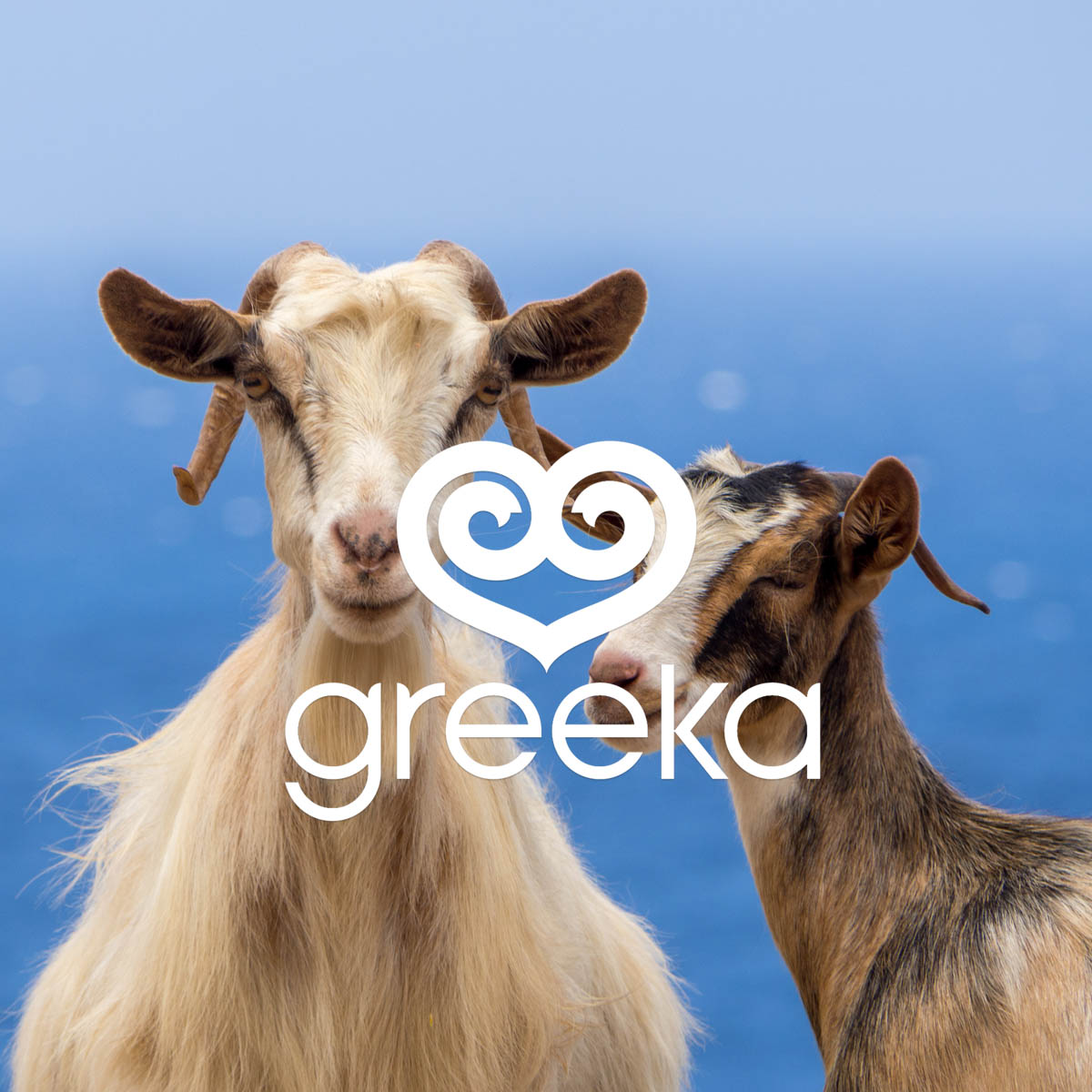 Community Feed - Greeka.com