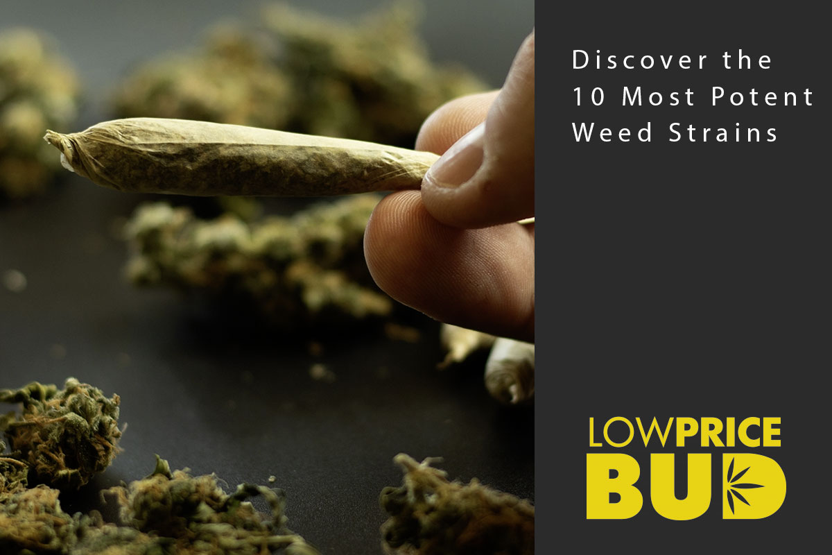 Discover the 10 Most Potent Weed Strains - Low Price Bud