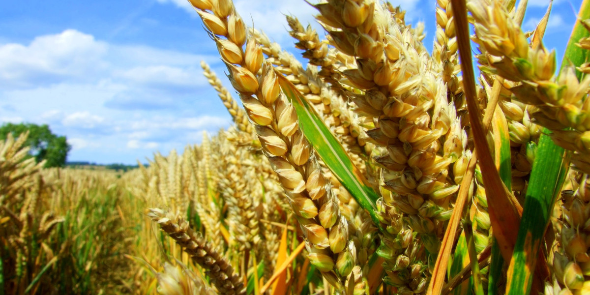Corn and Wheat-Based Feed Market Dynamics, Business Growth and Forecast by 2031