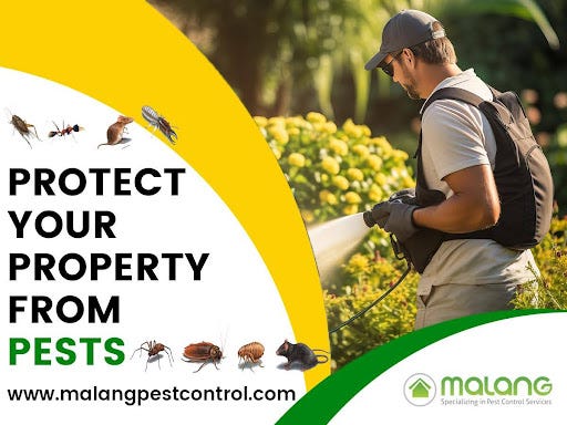 Seasonal Pest Control Tips for Residents: What to Expect Each Season | by Malang Pest Control | Jun, 2024 | Medium