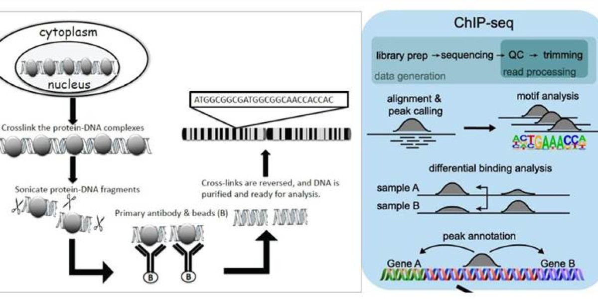 DAP-seq vs ChIP-seq：Comparison of Protein-DNA Interactions in the Genome