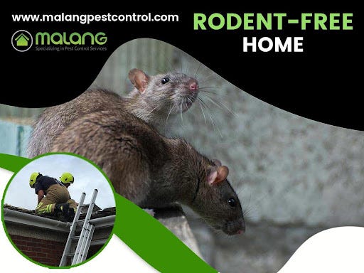 Eradicating Rat Infestations in Orange County: Timeline and Factors to Consider | by Malang Pest Control | Jun, 2024 | Medium