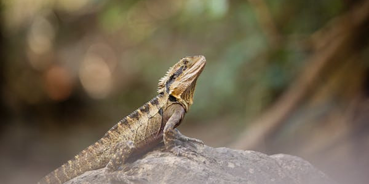 The Risk of Overfeeding Your Bearded Dragon