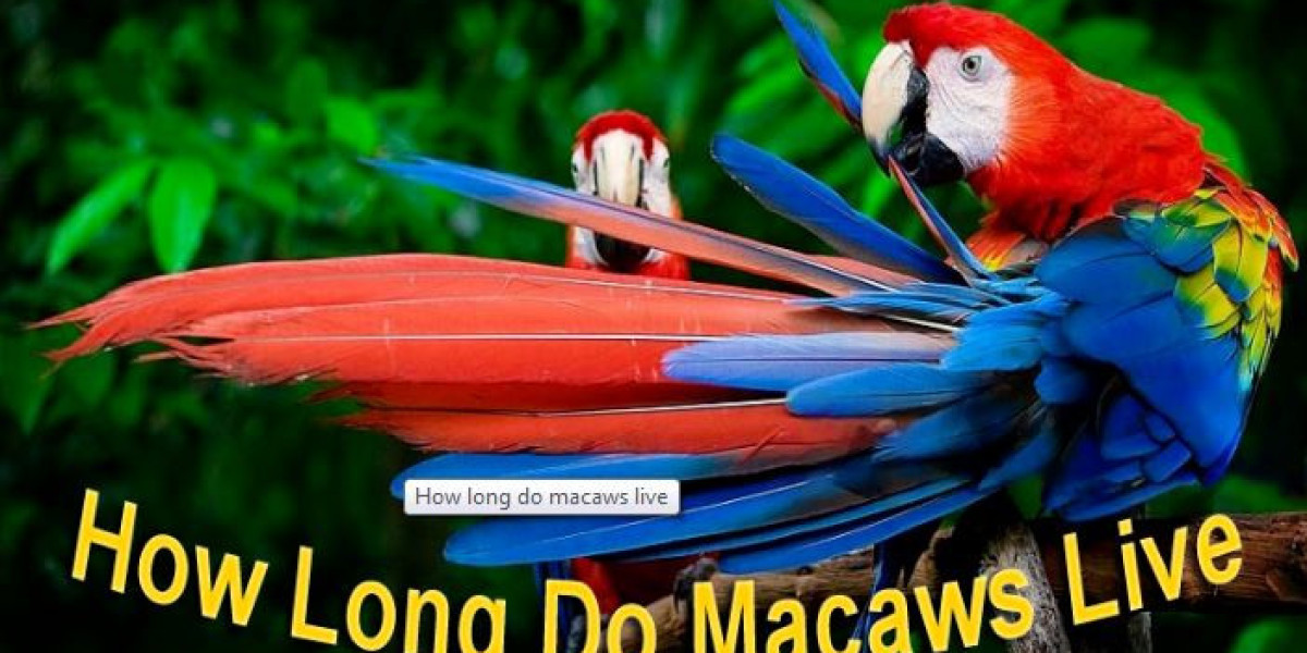 Macaws Lifespan in Wild & Captivity: Complete Giude
