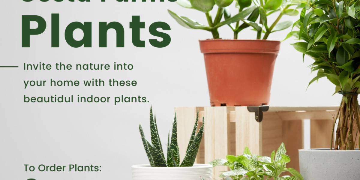 Elevate Your Space: Indoor and Outdoor Plants with Costa Farms