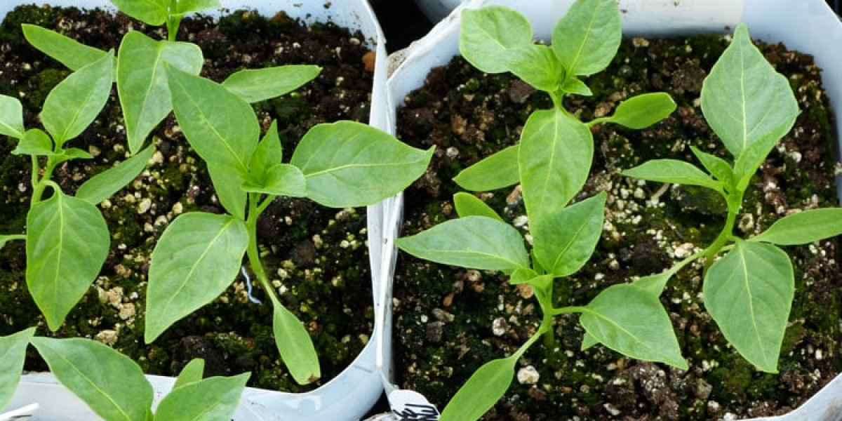 Pepper Seedlings