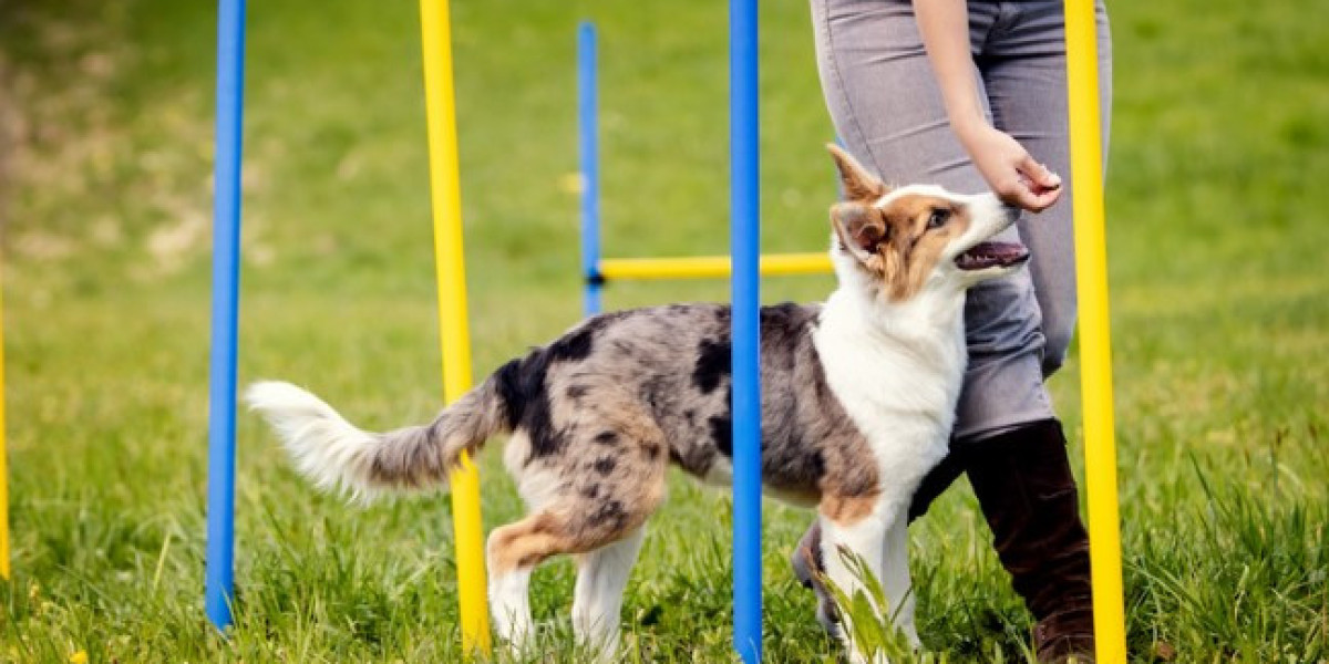 Puppy Training in Jupiter