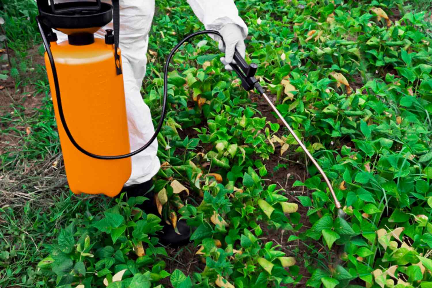 Premier Weed Control Services in Edmonton | My Yard Ninja