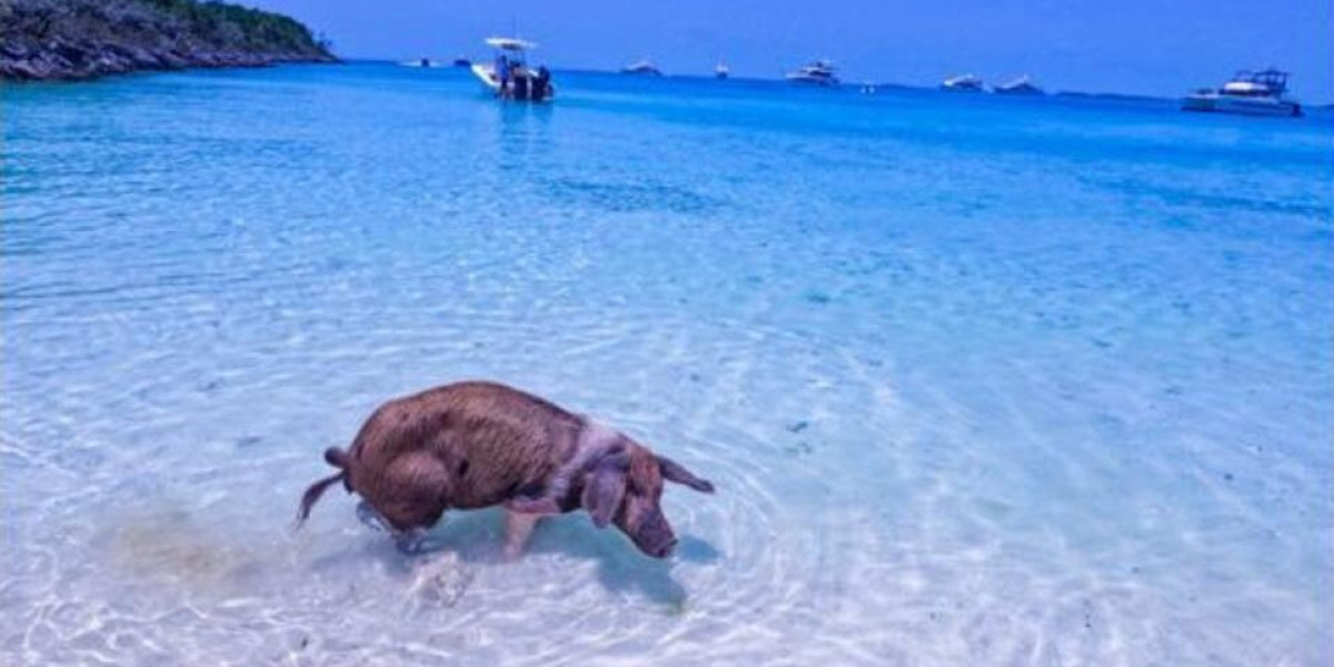 From Land To Sea: The Unique Lifestyle Of Exuma Swimming Pigs