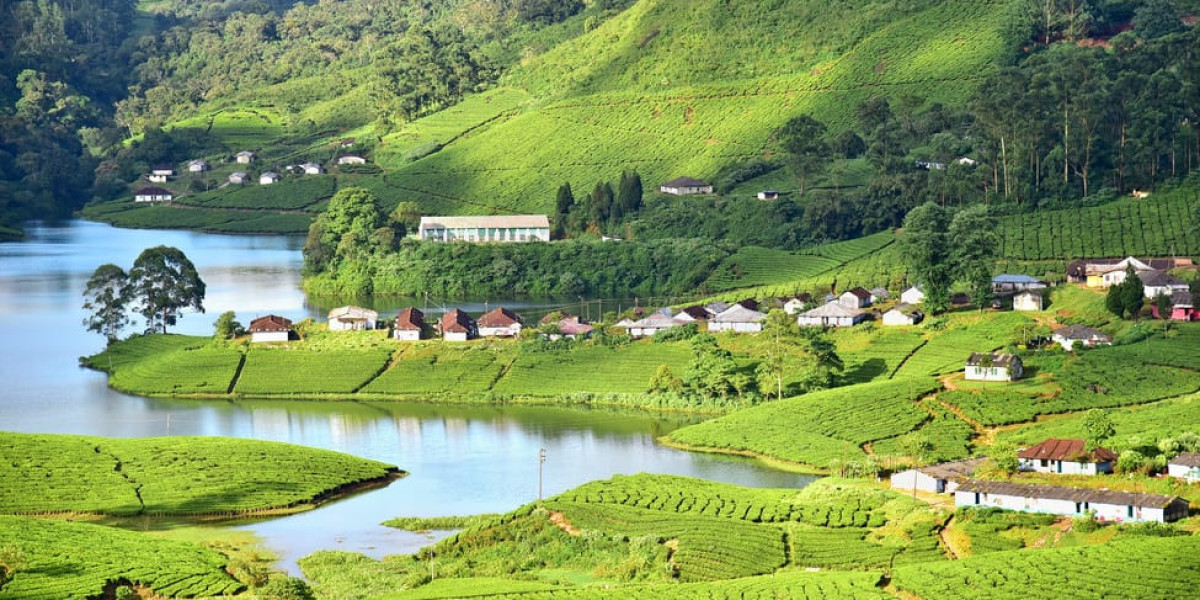 Tailored Kerala Munnar Tour Package for an Unforgettable Trip