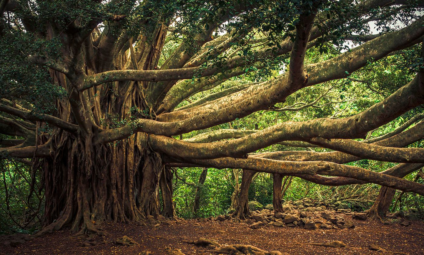 These 7 Famous Tree Paintings Exemplify Nature’s Beauty - Abirpothi