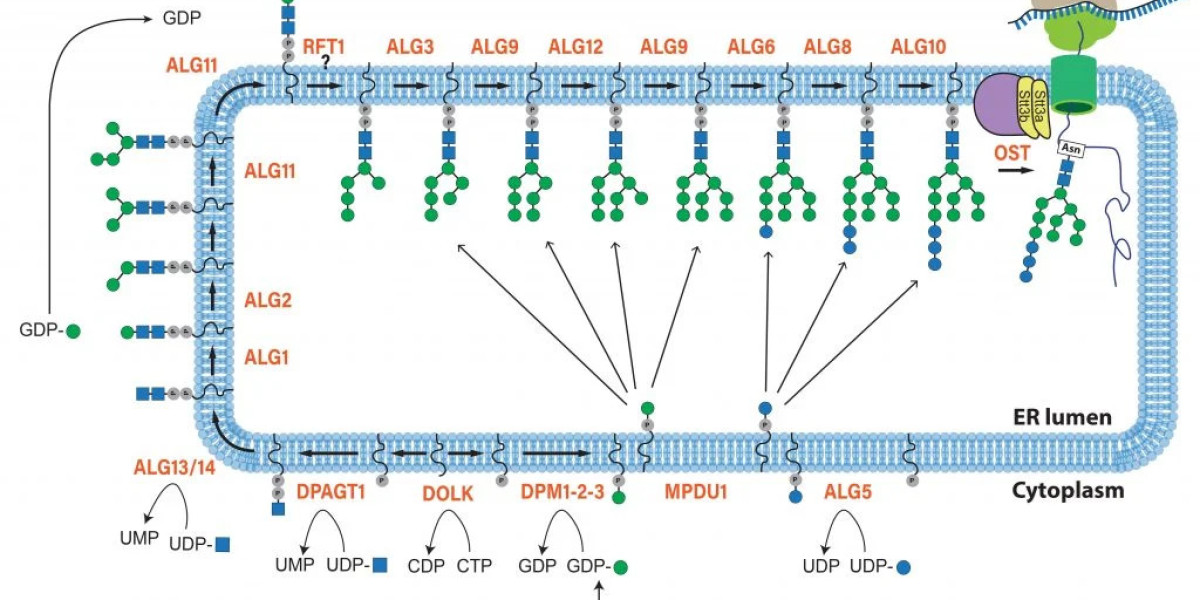 Research on Congenital Disorders of Glycosylation (CDGs)