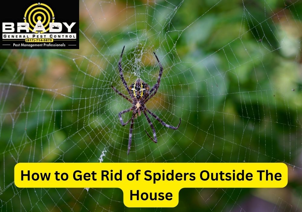 How To Get Rid Of Spiders Outside The House? - Brady Pest Control