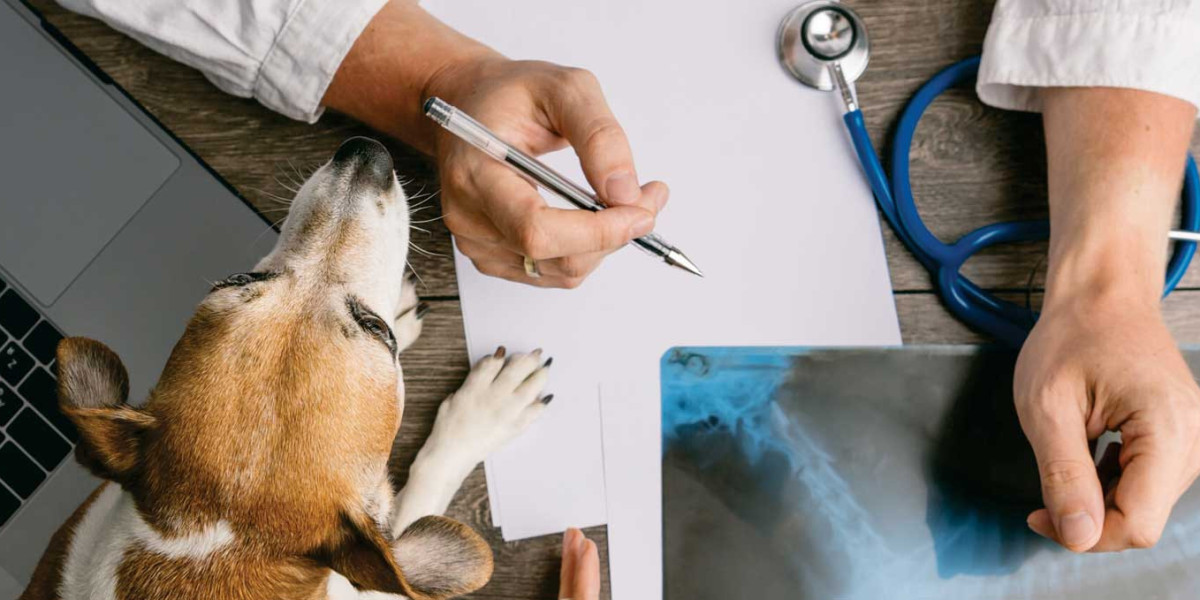 Radiografías en Perros: Guía Completa Veterinaria Juriquilla