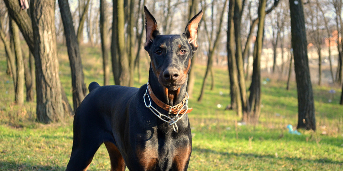 The European Doberman: A Breed Profile