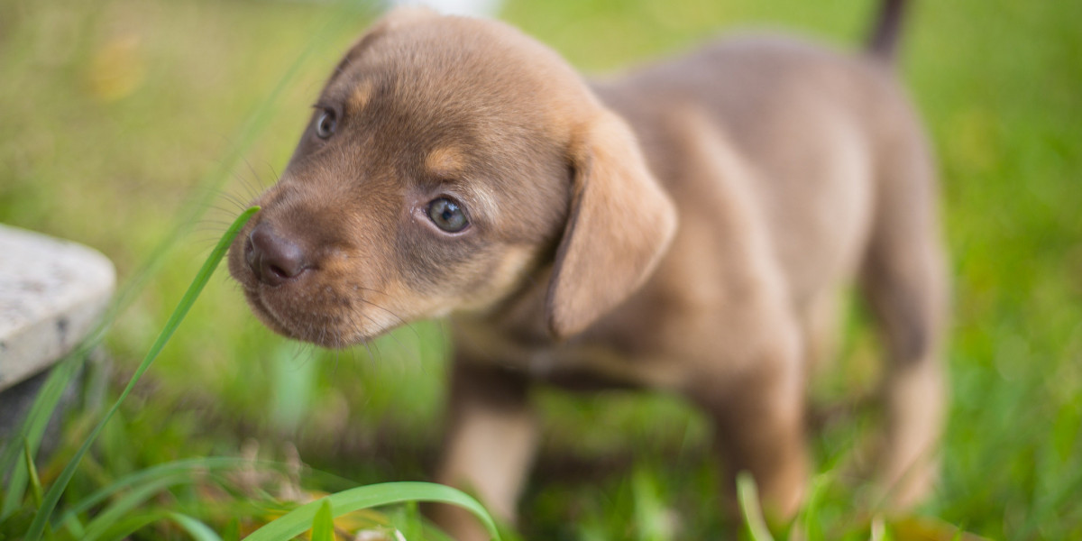 European Doberman Puppies: Preparing for Your First Vet Visit