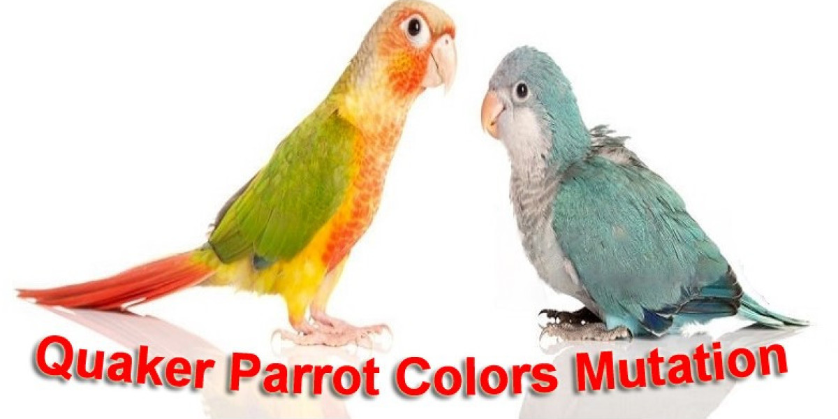 Quaker Parrot Colors Mutation: A Spectrum of Colors