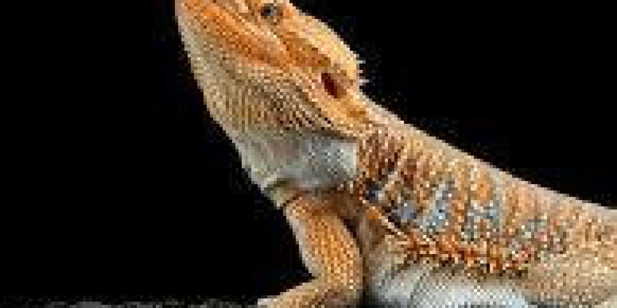 How Bearded dragon bite is Dangerous?