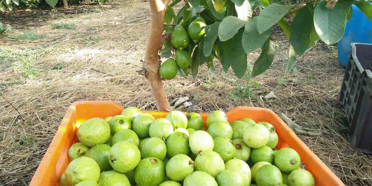 A Simple Guide to Get High-Quality Guavas in India