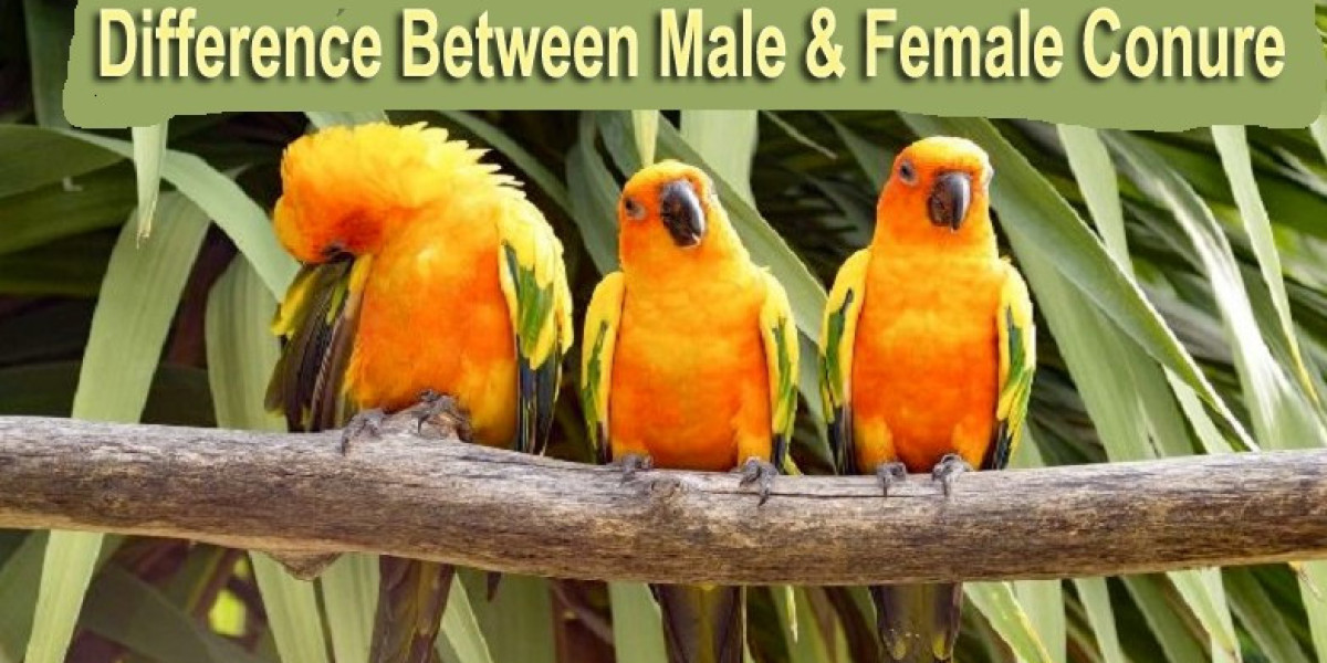 Difference Between Male and Female Green Cheek Conure: Physical Appearance