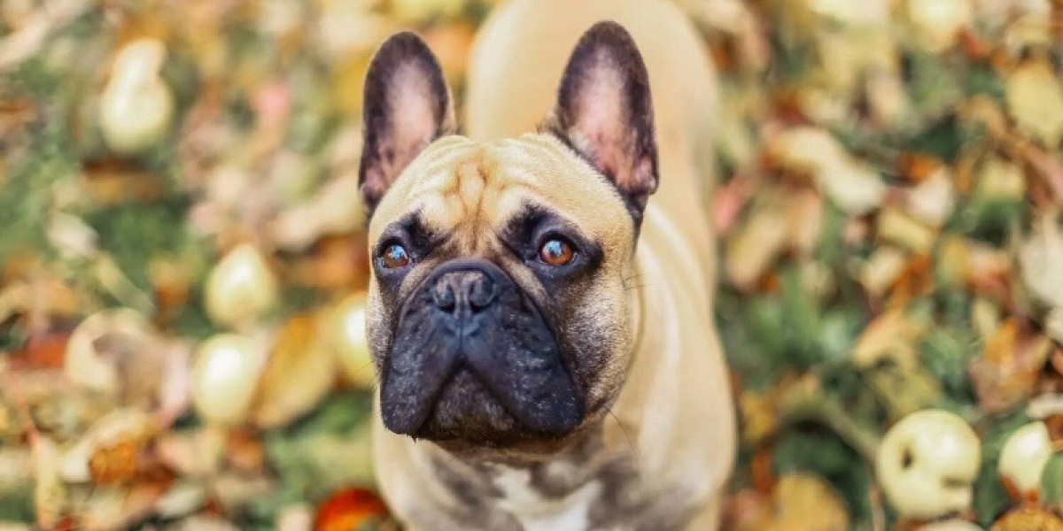 7 Reasons Why French Bulldogs Are The Worst