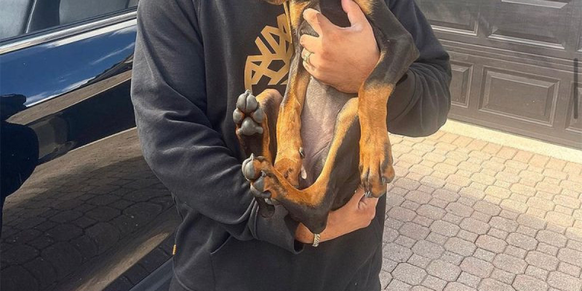 Florida Residents Rejoice! European Doberman Puppies for Sale Nearby