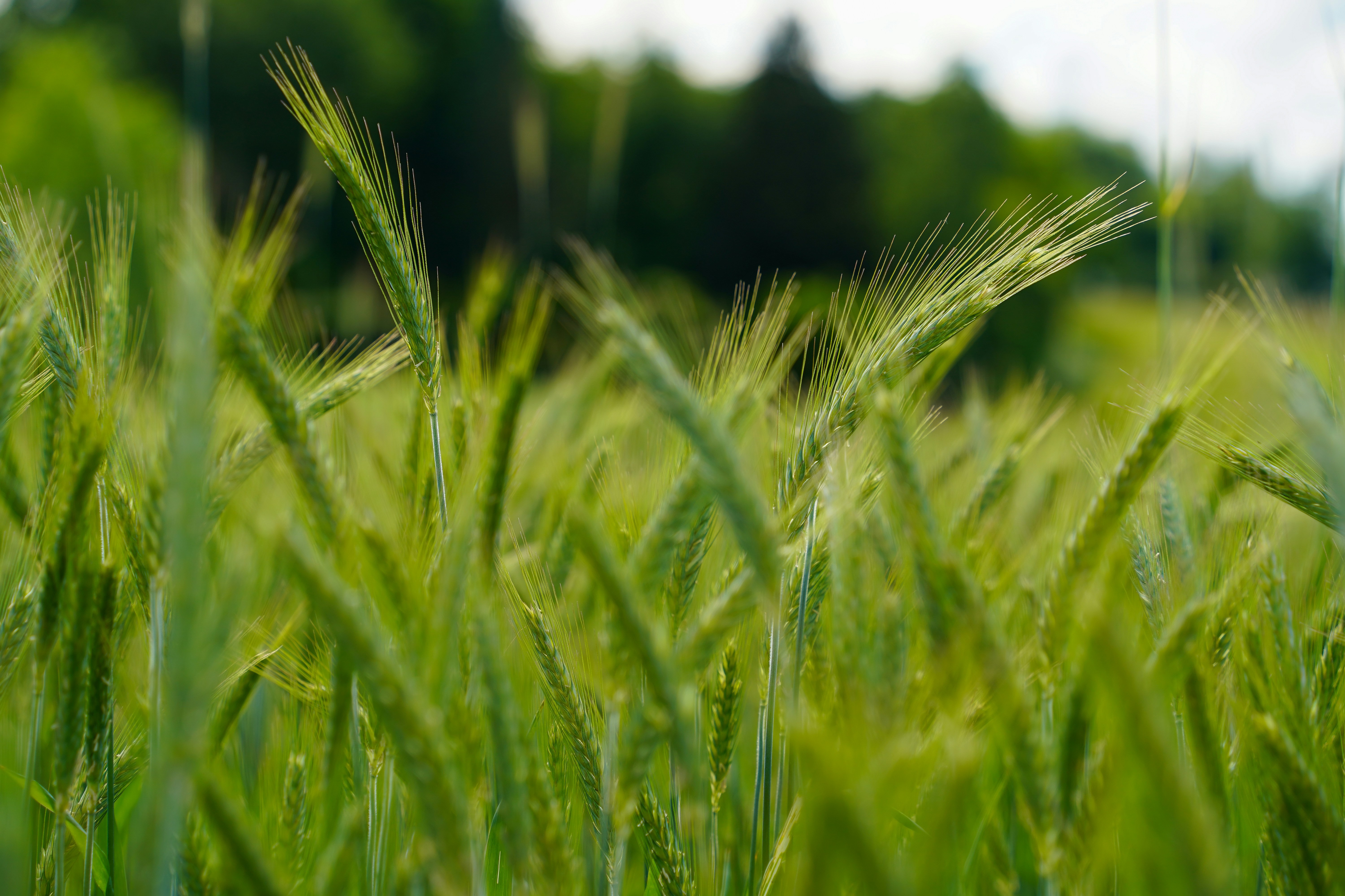 Humic Acid: Transforming Soil Health and Crop Productivity Naturally – Telegraph