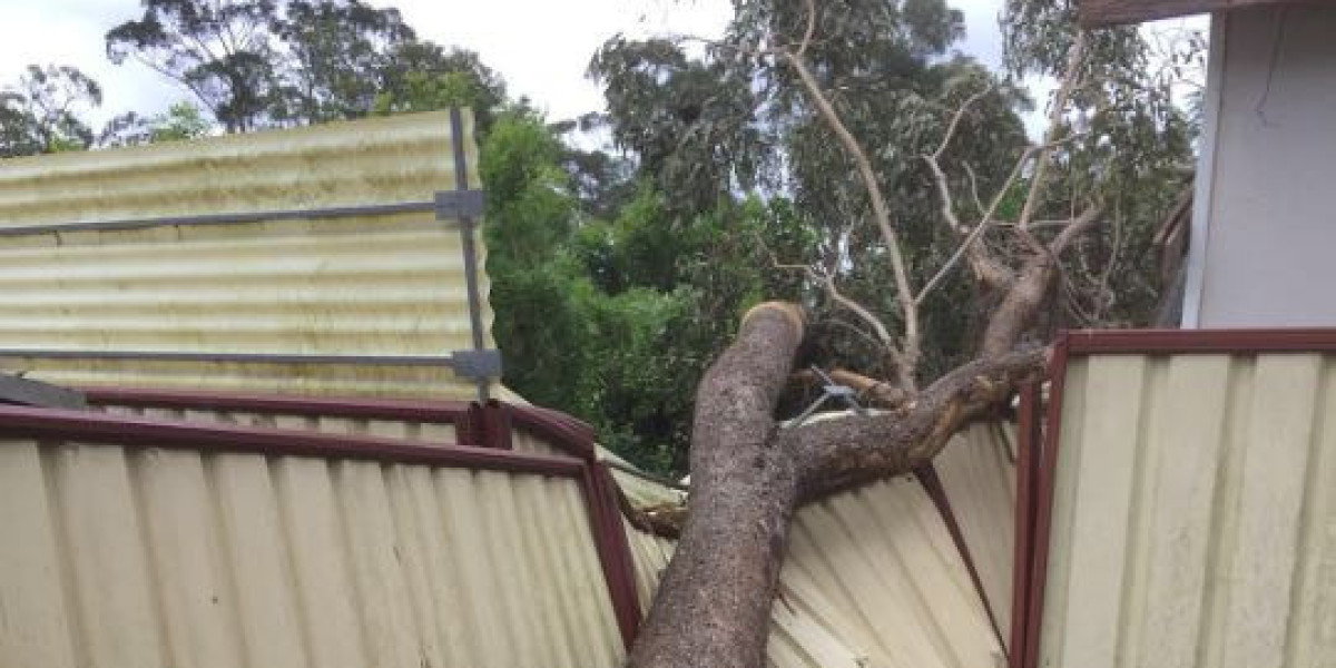 The Importance of Tree Trimming in Sydney: Insights from Ben's Tree and Garden Services