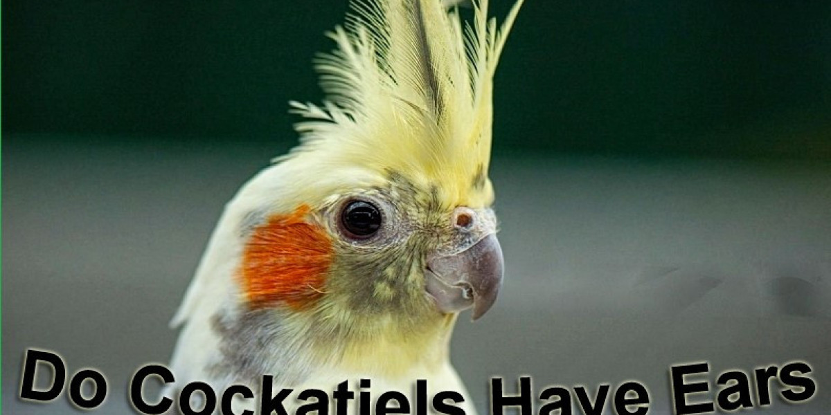 Where Are Cockatiels' Ears? A Guide to Their Hidden Hearing