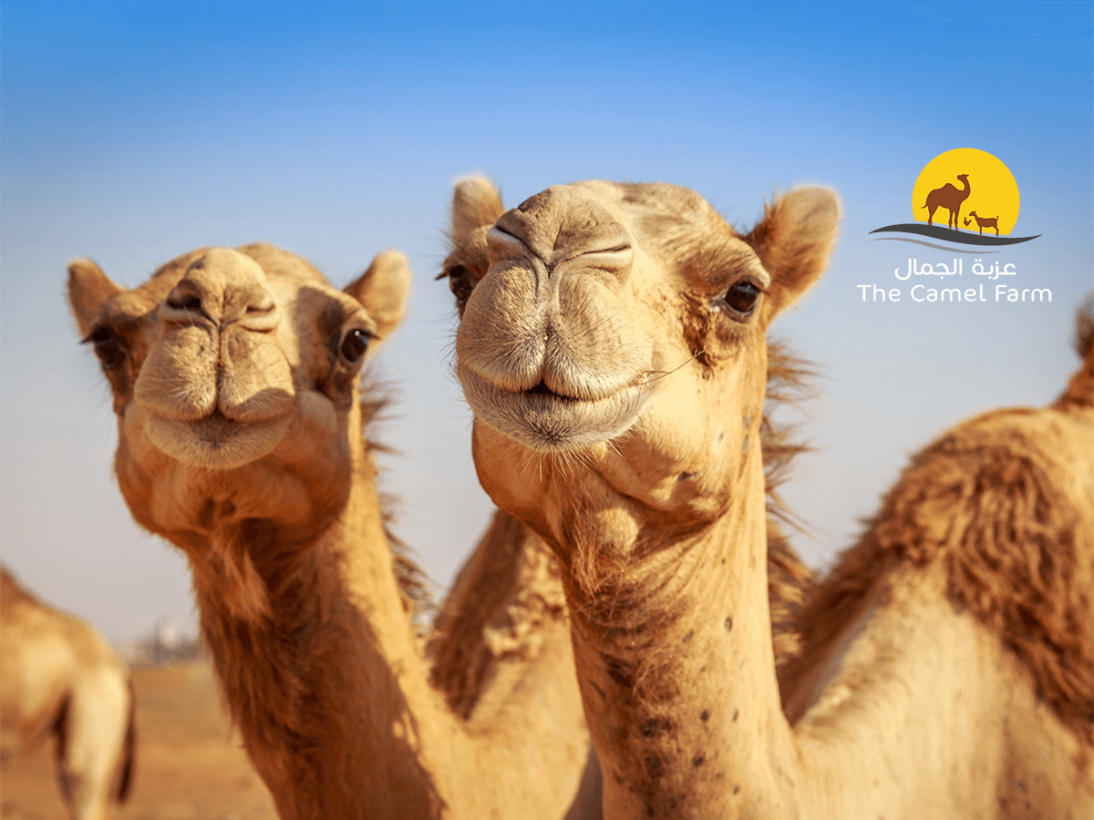 SUM | The Camel Farm - General Admission | Promo Code