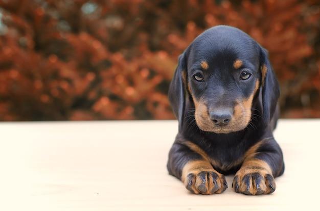 Buy Dachshund Puppies for Sale and Having a Happy Life with Them - JustPaste.it