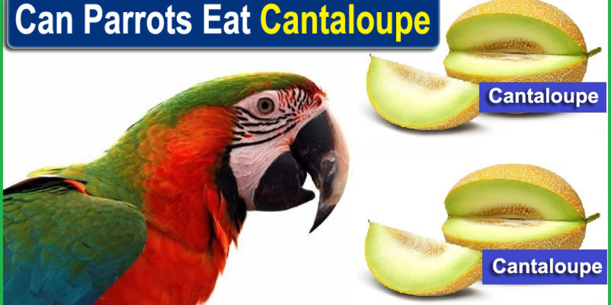 Can Parrots Eat Cantaloupe Safely? Breaking Down the Seeds and Leaves