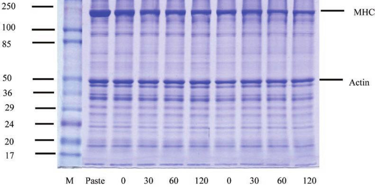 Essential Techniques for Precise Protein Separation in Sequencing