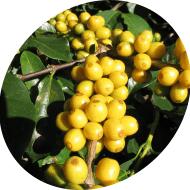 Cerrado Brazil Coffee Beans Wholesale | Cerrado Brazil Coffee Supplier