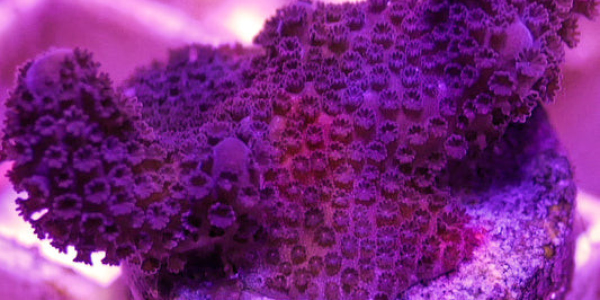 Dazzling Aquarium Corals: A Spectrum of Colors and Variants