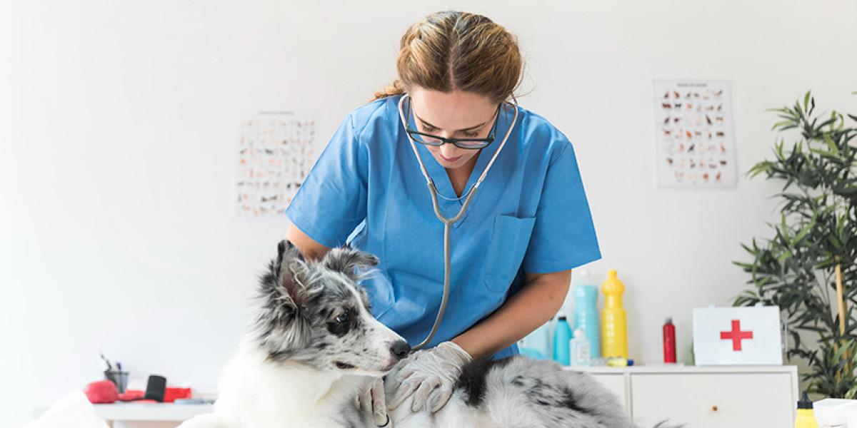 Why is your pet's historical health record important? Papaya Veterinary Care